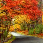 Best Fall Getaways Near Simcoe- beautiful fall coloured leaves over a road