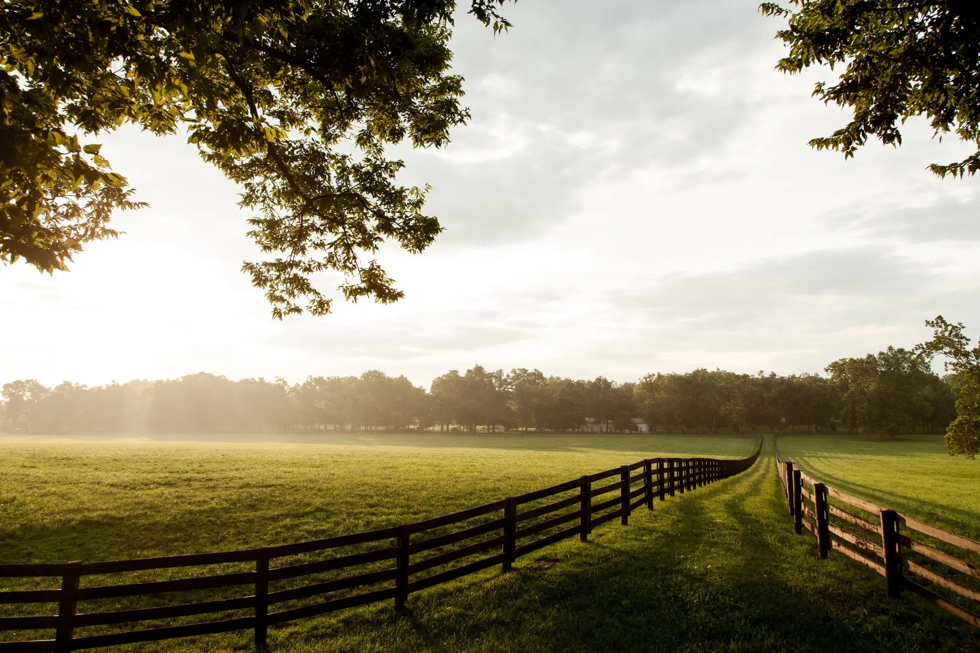Wooden fences along a green pasture at sunrise, framed by trees