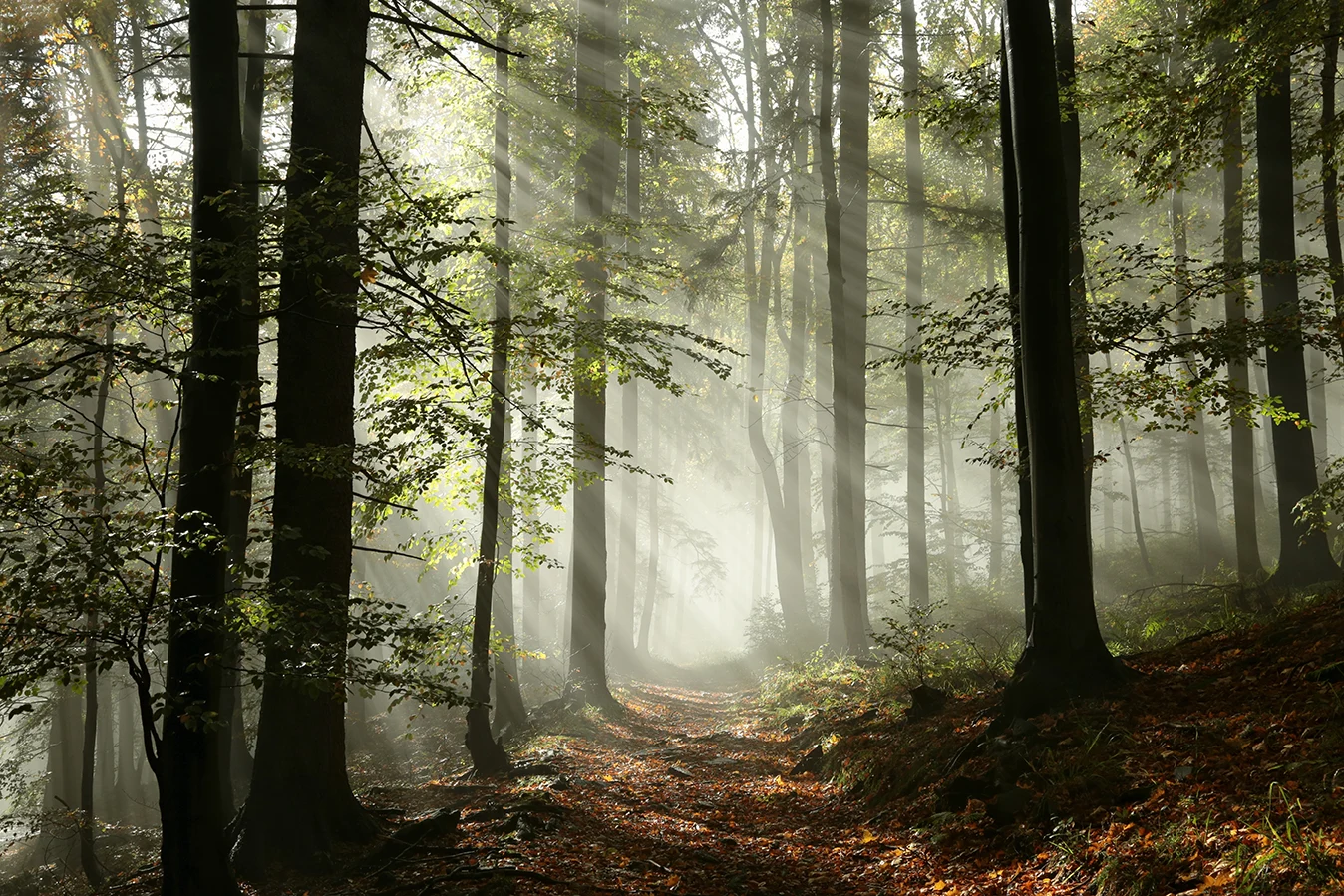 Sunlight through tall pine trees